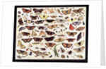 Study of butterflies and other insects by Jan van Kessel the Elder