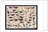 Study of butterflies and other insects by Jan van Kessel the Elder