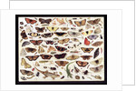 Study of butterflies and other insects by Jan van Kessel the Elder