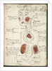 Representation of an Aristotelian Theory of Consciousness by Anonymous
