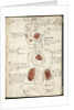 Representation of an Aristotelian Theory of Consciousness by Anonymous