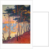Sails and pines by Paul Signac