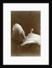 Loie Fuller in La danse Blanche, 1897 by Isaiah West Taber