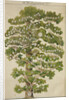 The family tree of Mikhail Lermontov, 1930s by Anonymous