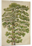The family tree of Mikhail Lermontov, 1930s by Anonymous