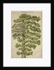 The family tree of Mikhail Lermontov, 1930s by Anonymous