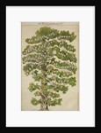 The family tree of Mikhail Lermontov, 1930s by Anonymous