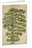 The family tree of Mikhail Lermontov, 1930s by Anonymous