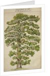 The family tree of Mikhail Lermontov, 1930s by Anonymous