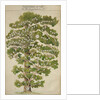 The family tree of Mikhail Lermontov, 1930s by Anonymous