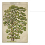 The family tree of Mikhail Lermontov, 1930s by Anonymous