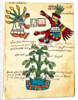 Cacao tree from the Codex Tudela, 1553 by Pre-Columbian art