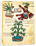 Cacao tree from the Codex Tudela, 1553 by Pre-Columbian art