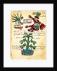 Cacao tree from the Codex Tudela, 1553 by Pre-Columbian art