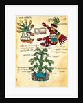 Cacao tree from the Codex Tudela, 1553 by Pre-Columbian art