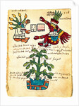 Cacao tree from the Codex Tudela, 1553 by Pre-Columbian art