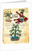 Cacao tree from the Codex Tudela, 1553 by Pre-Columbian art