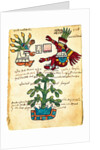 Cacao tree from the Codex Tudela, 1553 by Pre-Columbian art