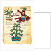 Cacao tree from the Codex Tudela, 1553 by Pre-Columbian art
