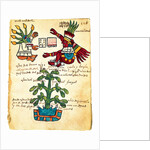 Cacao tree from the Codex Tudela, 1553 by Pre-Columbian art
