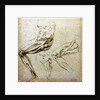 Studies of legs, 1524-1525 by Michelangelo Buonarroti