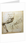 Studies of legs, 1524-1525 by Michelangelo Buonarroti