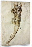 Nude from behind, c. 1504 by Michelangelo Buonarroti