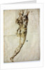 Nude from behind, c. 1504 by Michelangelo Buonarroti