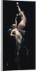 Moonlit Beauties by Luis Ricardo Faléro