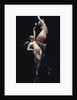 Moonlit Beauties by Luis Ricardo Faléro