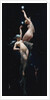 Moonlit Beauties by Luis Ricardo Faléro