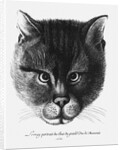 True picture of the Cat of the Tsar Alexis I Mikhailovich of Russia by Wenceslaus Hollar