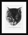True picture of the Cat of the Tsar Alexis I Mikhailovich of Russia by Wenceslaus Hollar