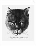 True picture of the Cat of the Tsar Alexis I Mikhailovich of Russia by Wenceslaus Hollar