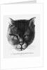 True picture of the Cat of the Tsar Alexis I Mikhailovich of Russia by Wenceslaus Hollar