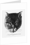 True picture of the Cat of the Tsar Alexis I Mikhailovich of Russia by Wenceslaus Hollar
