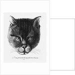 True picture of the Cat of the Tsar Alexis I Mikhailovich of Russia by Wenceslaus Hollar