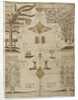 Arbor Cabalistica (Kabbalistic Tree), ca 1625 by Anonymous