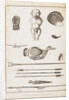 Illustration from A Voyage Round the World In the Years 1803-06, in the Ship Neva, 1814 by Yuri Fyodorovich Lisyansky