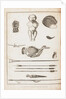 Illustration from A Voyage Round the World In the Years 1803-06, in the Ship Neva, 1814 by Yuri Fyodorovich Lisyansky