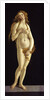 Venus, 1490 by Anonymous