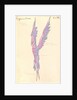 Costume design for the opera Snow Maiden by N, Rimsky-Korsakov, 1928 by Anonymous
