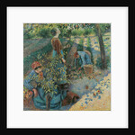 Apple Picking, 1886 by Anonymous