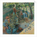 Apple Picking, 1886 by Anonymous