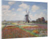 Tulip fields in Holland (Champs de tulipes en Hollande) by Anonymous