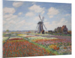 Tulip fields in Holland (Champs de tulipes en Hollande) by Anonymous