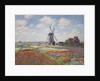 Tulip fields in Holland (Champs de tulipes en Hollande) by Anonymous