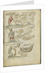 Liber Astrologiae by Anonymous
