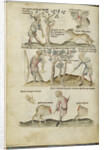 Liber Astrologiae by Anonymous