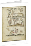 Liber Astrologiae by Anonymous